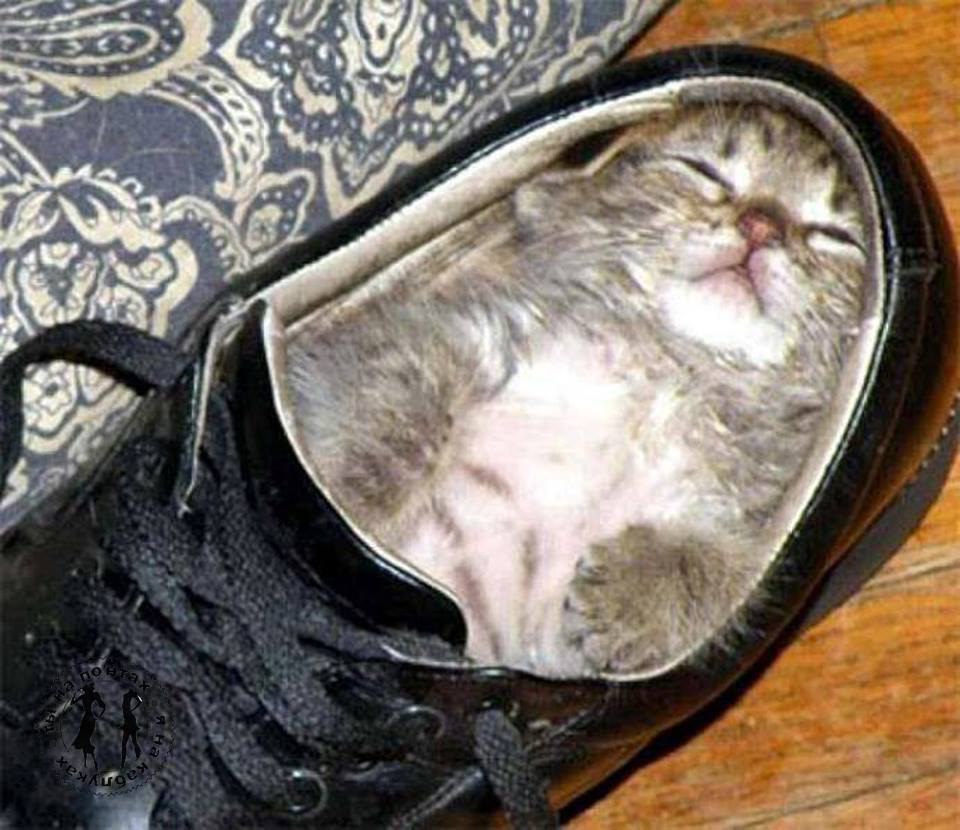 Котенок в обуви спит
