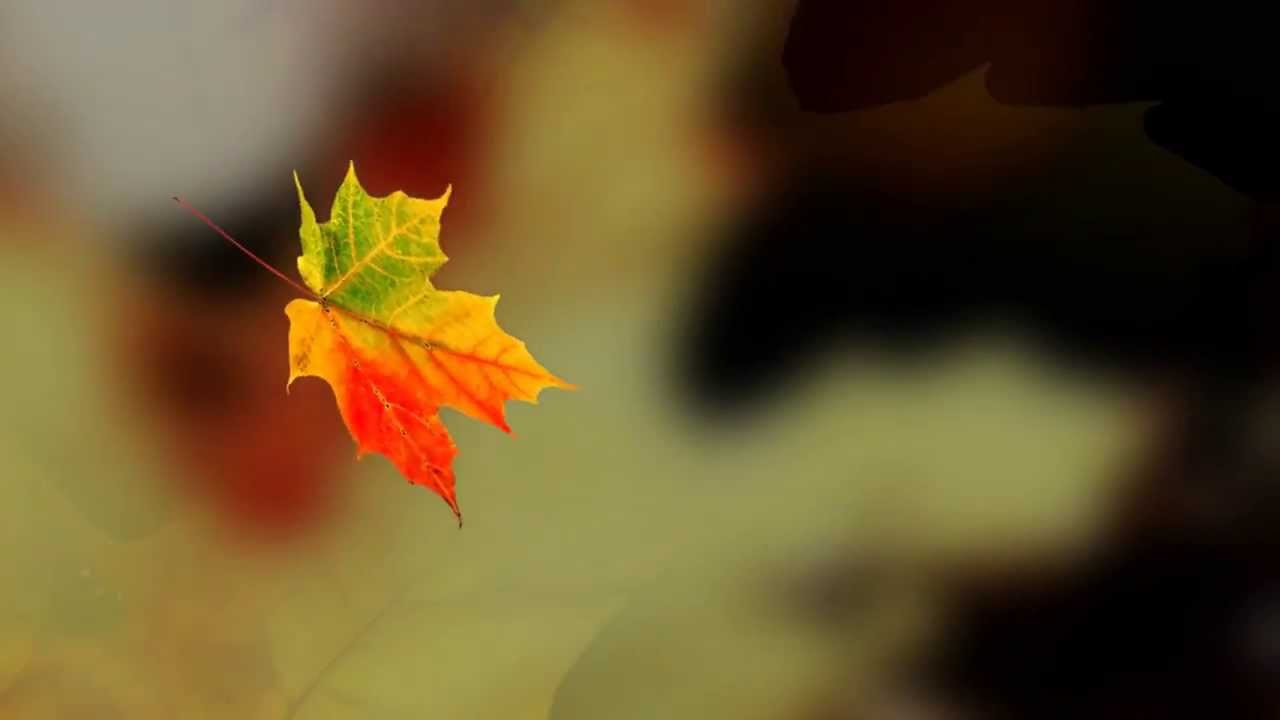 Осенний листок падает