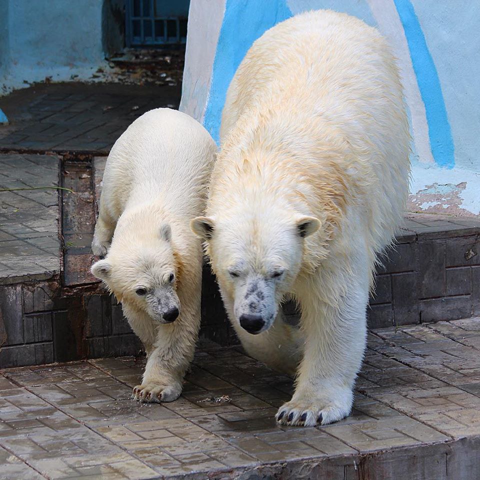 Зоопарк новосибирск белые медведи. Белые медведи в Новосибирском зоопарке.