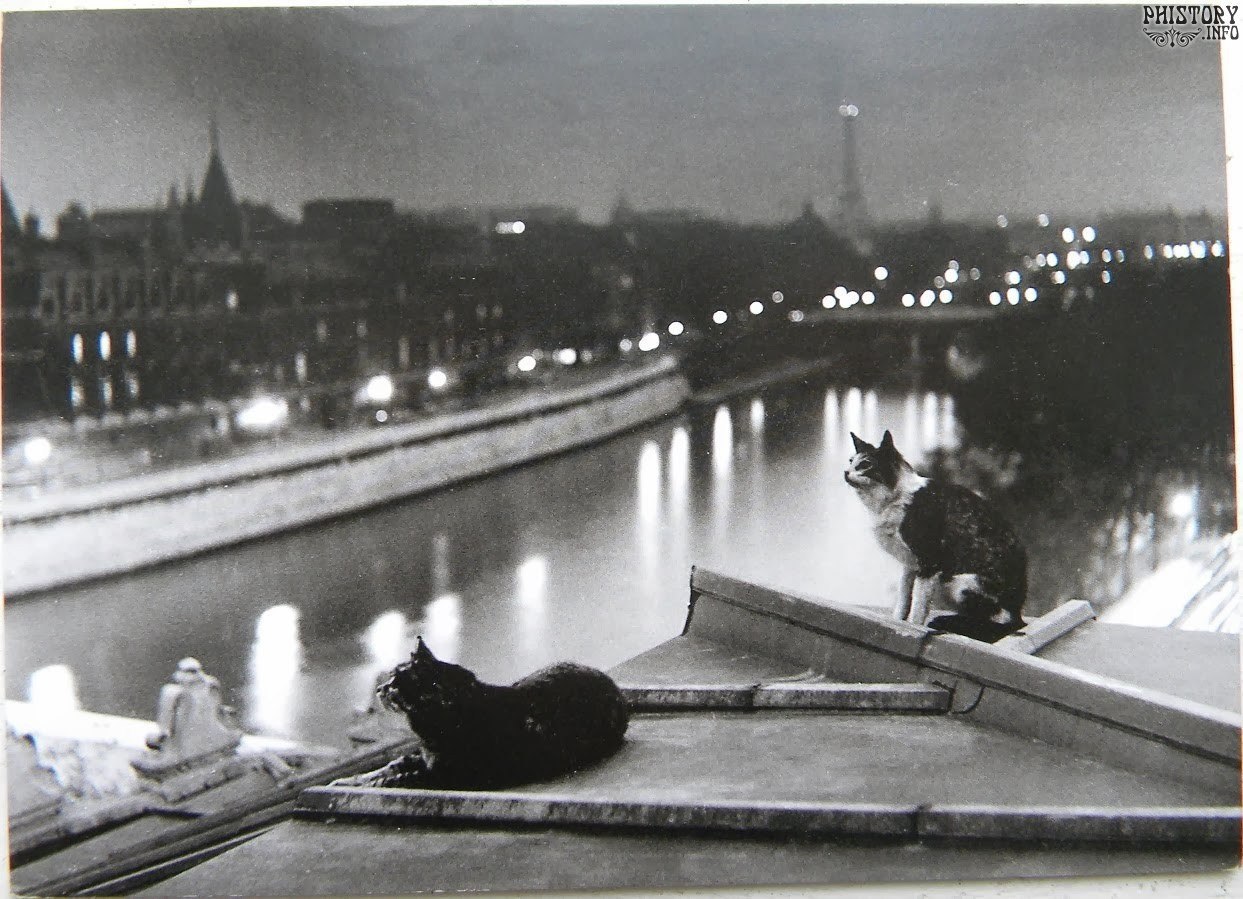 Котики в Париже