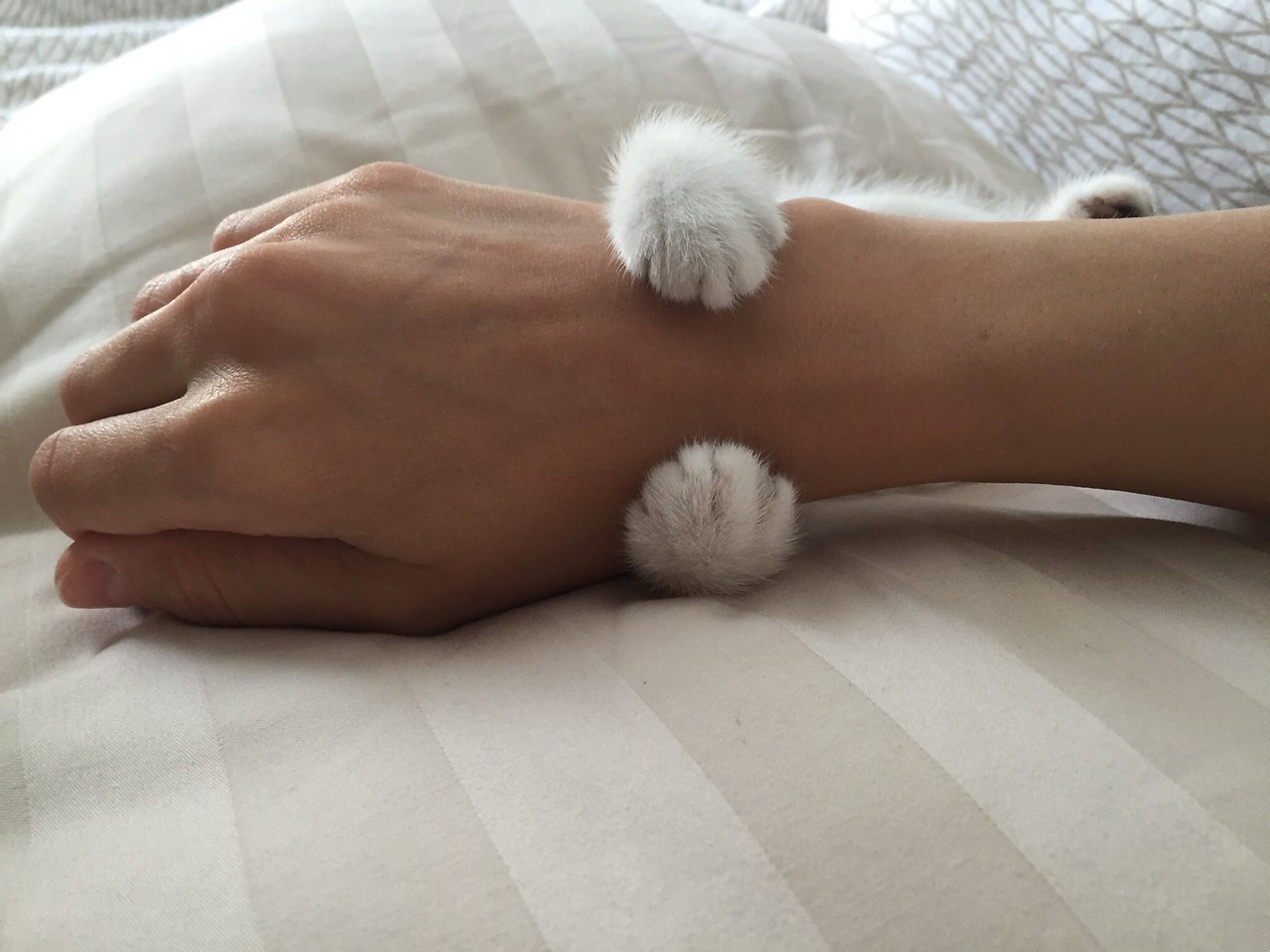 Рука человека и лапа кота