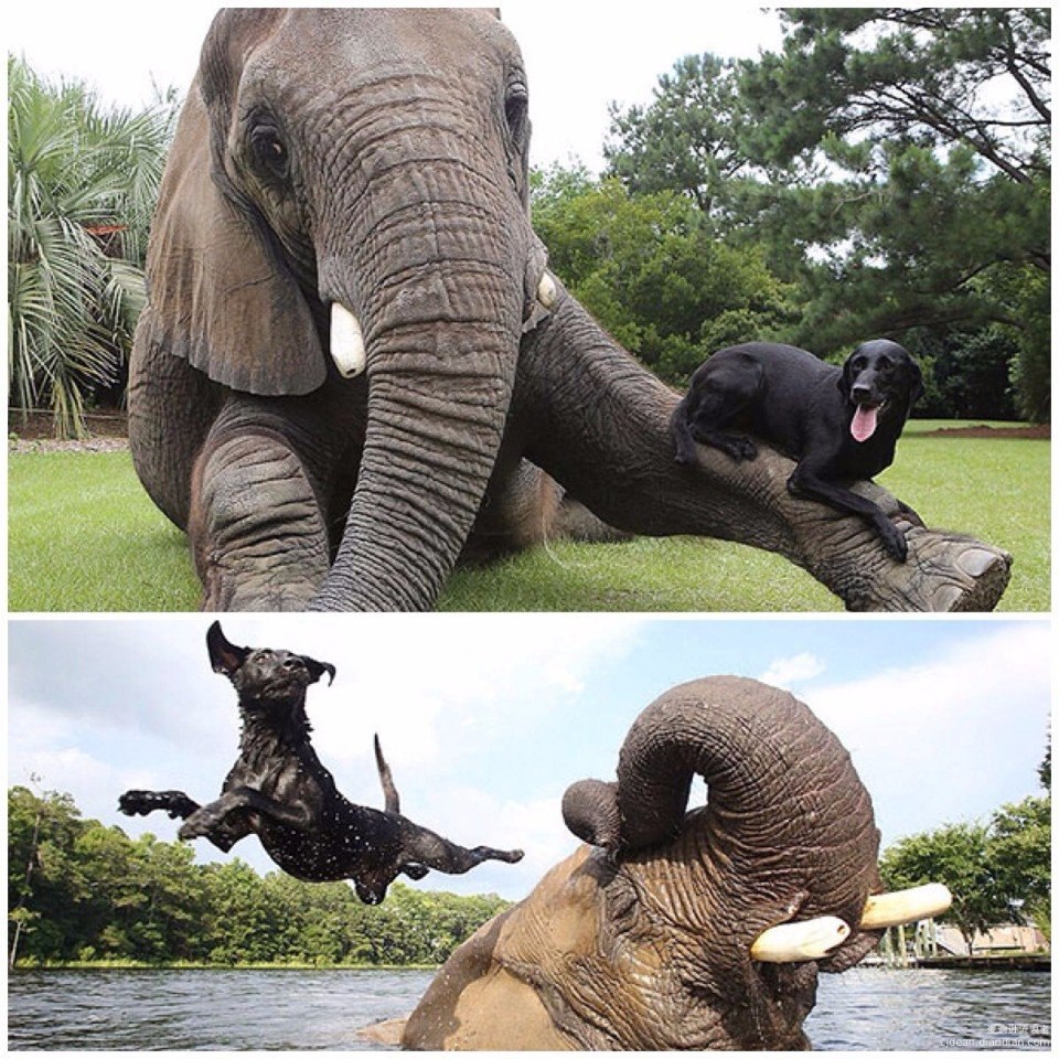 Удивительная Дружба слона и