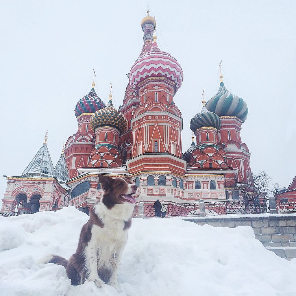 Приколы про москву картинки