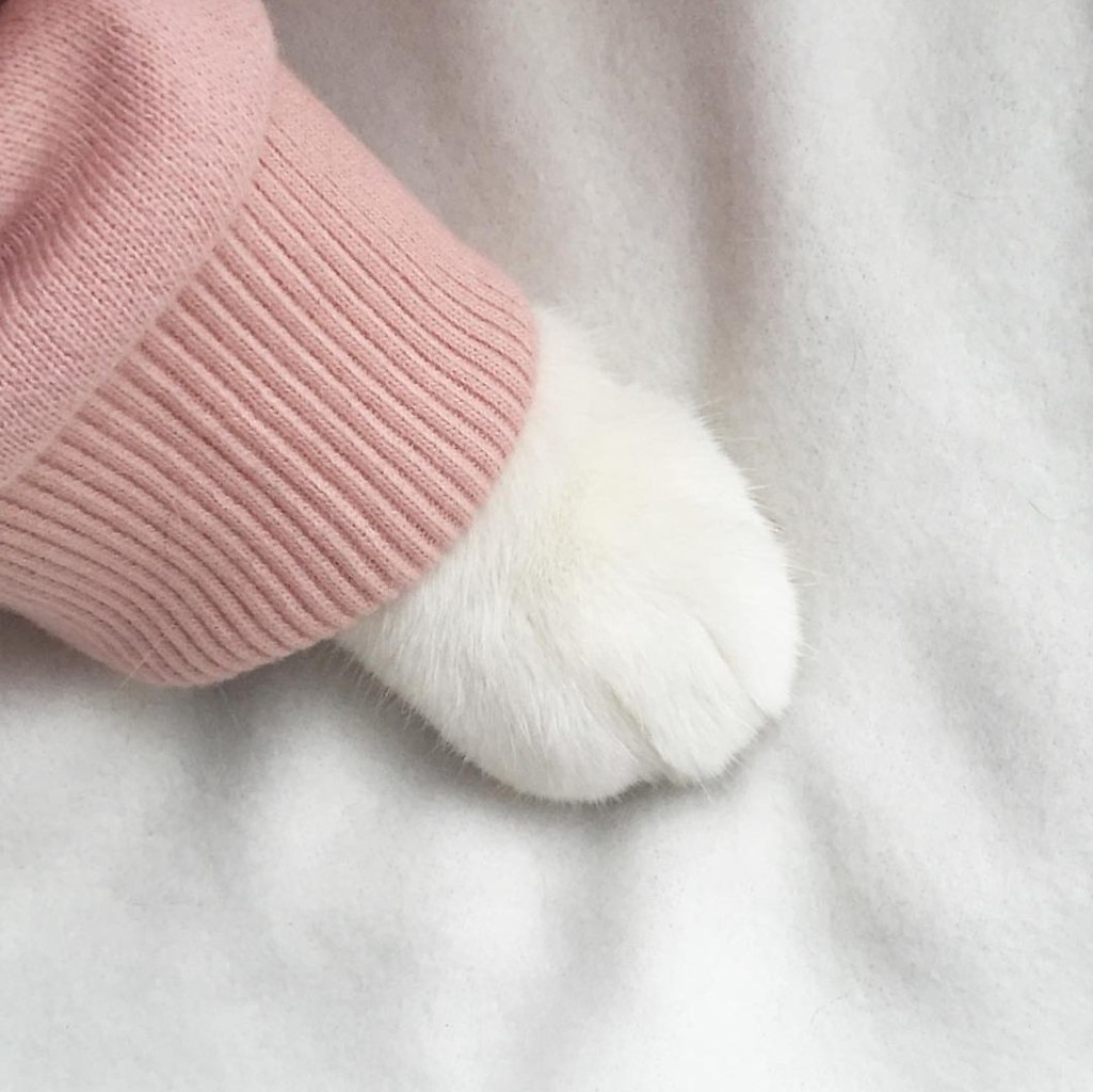 Котьи лапки