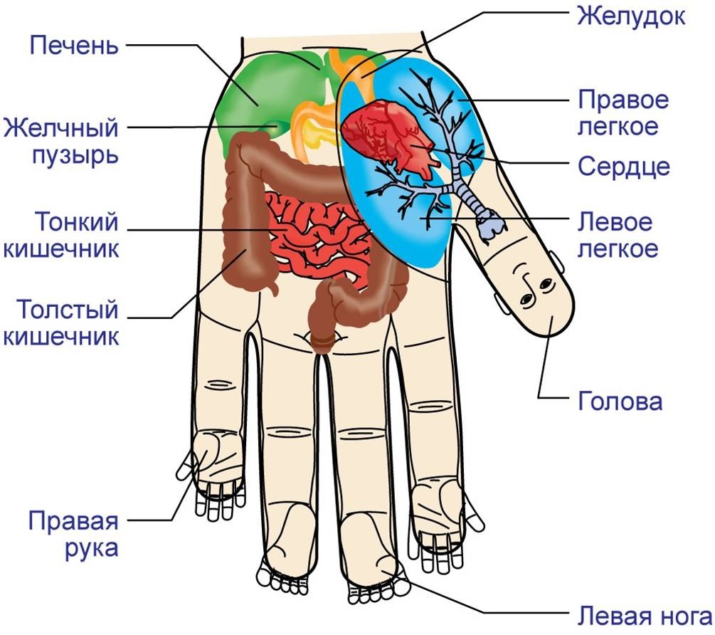 Руки отвечают за органы. Точки Су Джок на ладони. Су Джок проекция легких на ладони. Су Джок точки на стопе. Су Джок соответствие кисти.