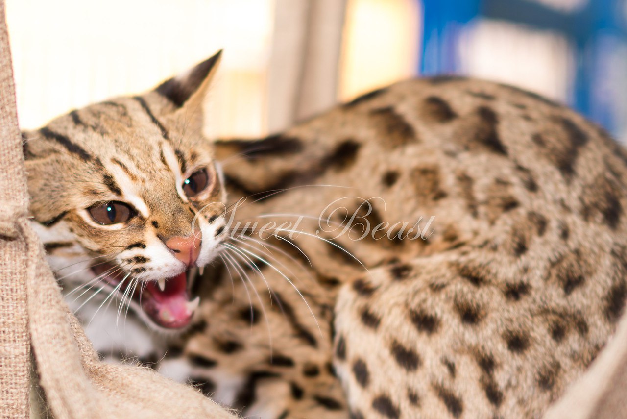 Полиан кот леопардовый