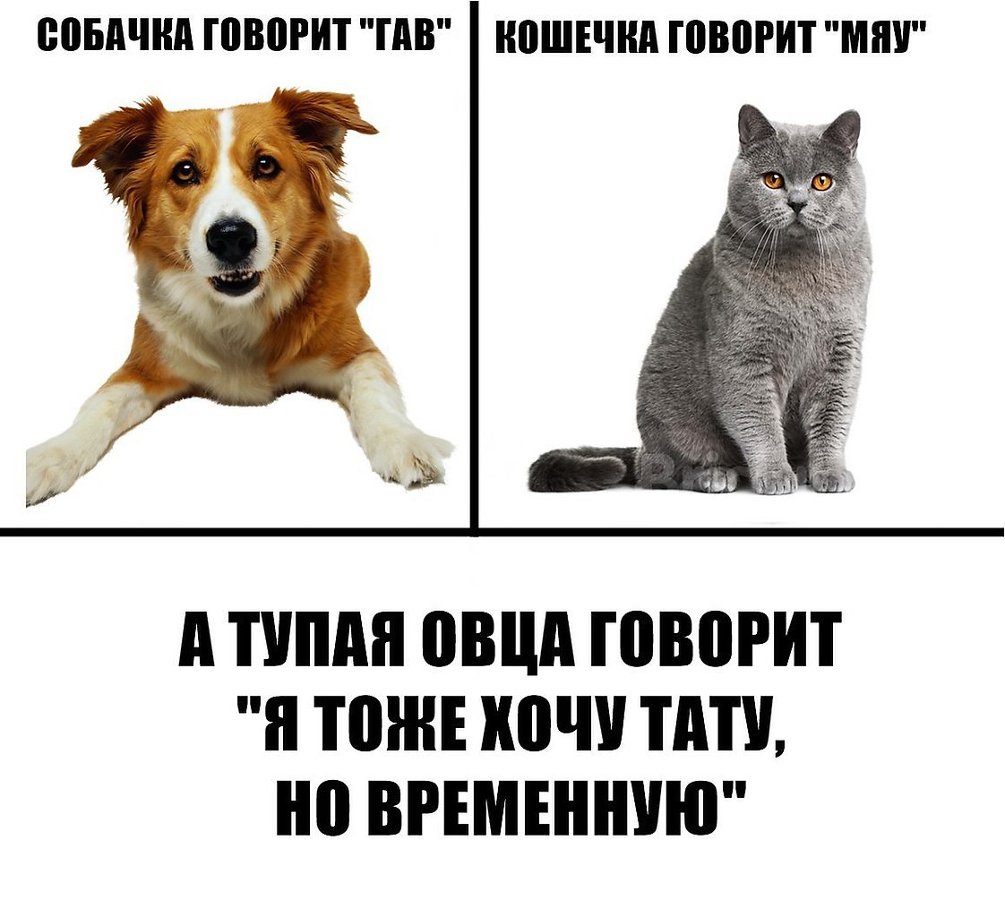 Картинка кошка говорит мяу