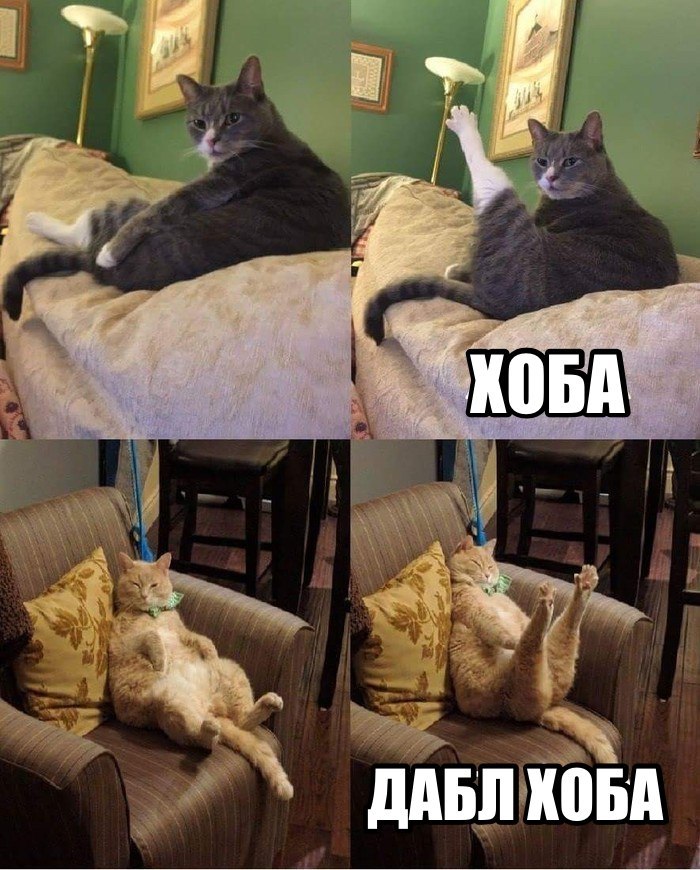 Картинка кот хоба