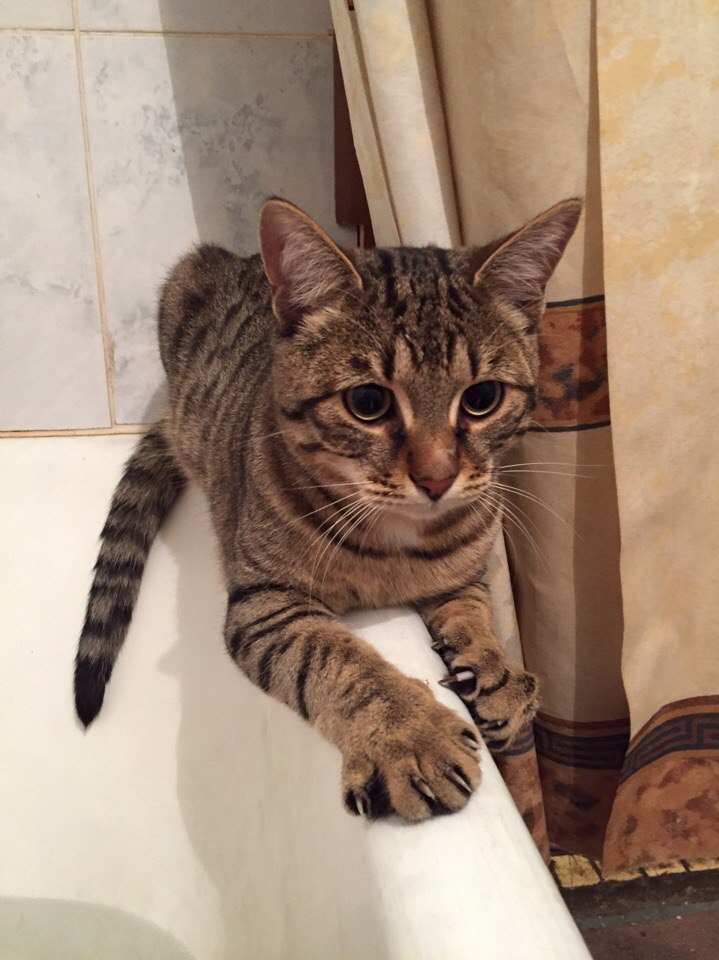 #Безкота_добро - Без кота и жизнь не та , №1525390282 | Фотострана ...