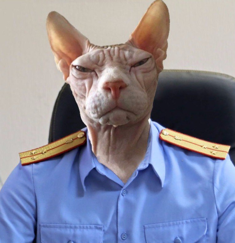 Кот подозревака картинка