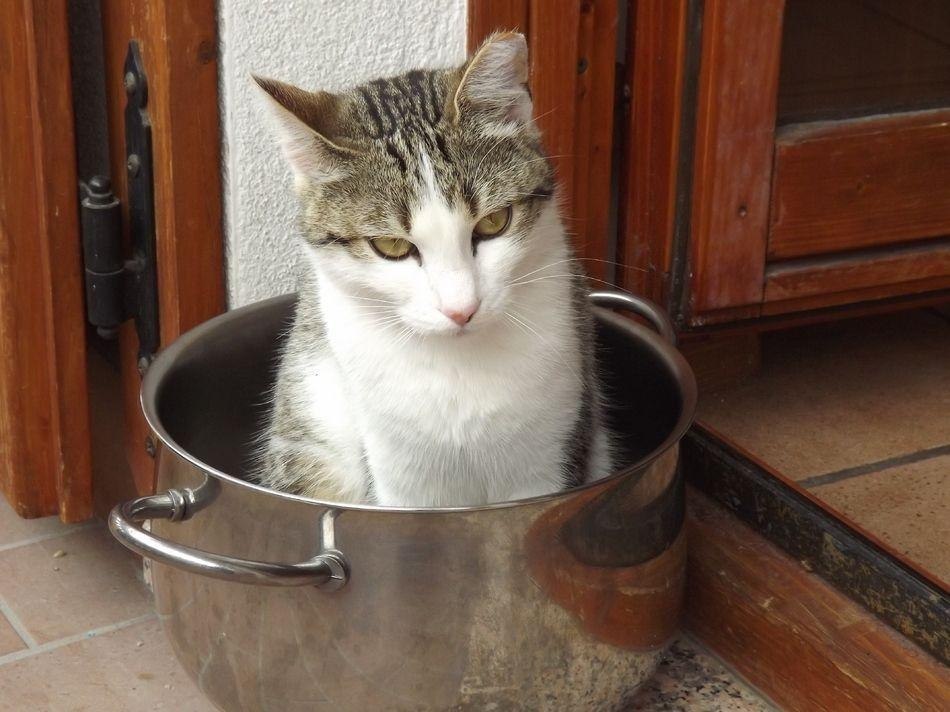 Как готовить суп из кота
