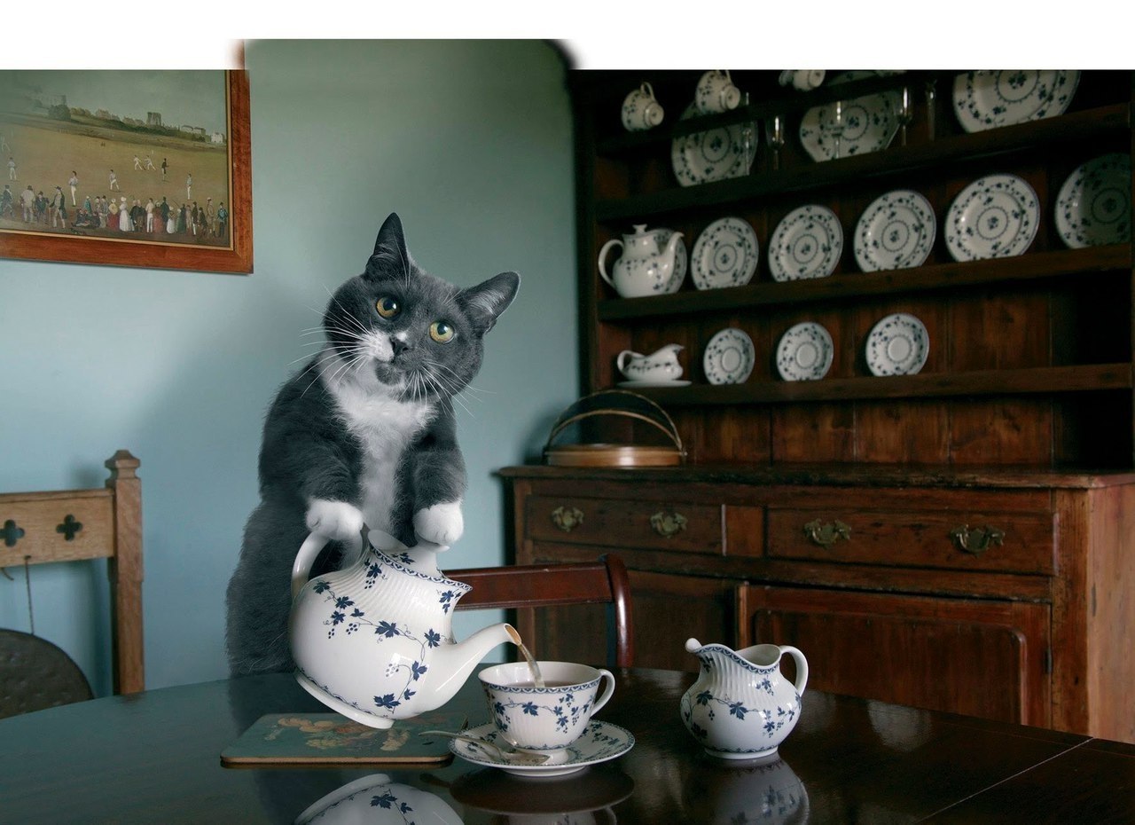 Котик наливает чай