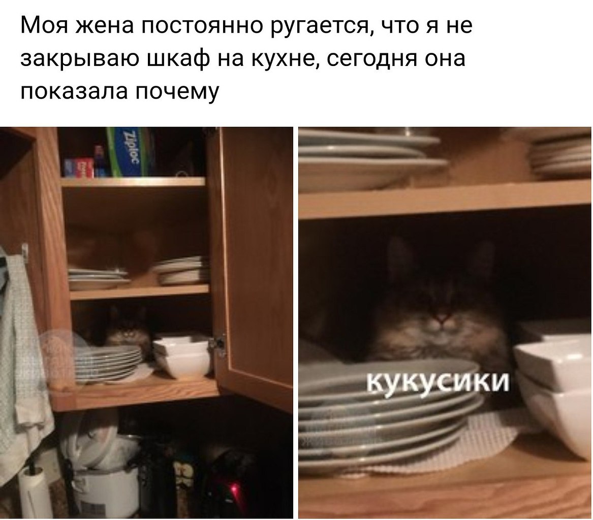 Кот в шкафу смешные картинки