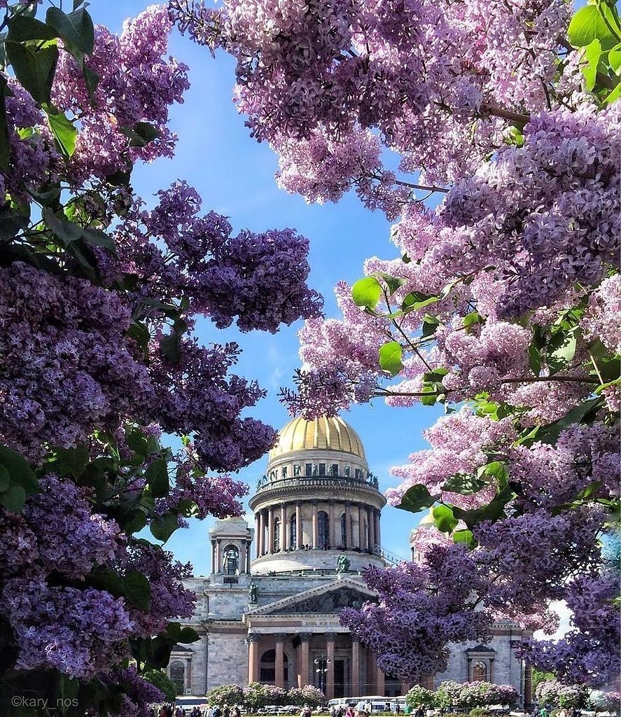 Цветущий петербург фото