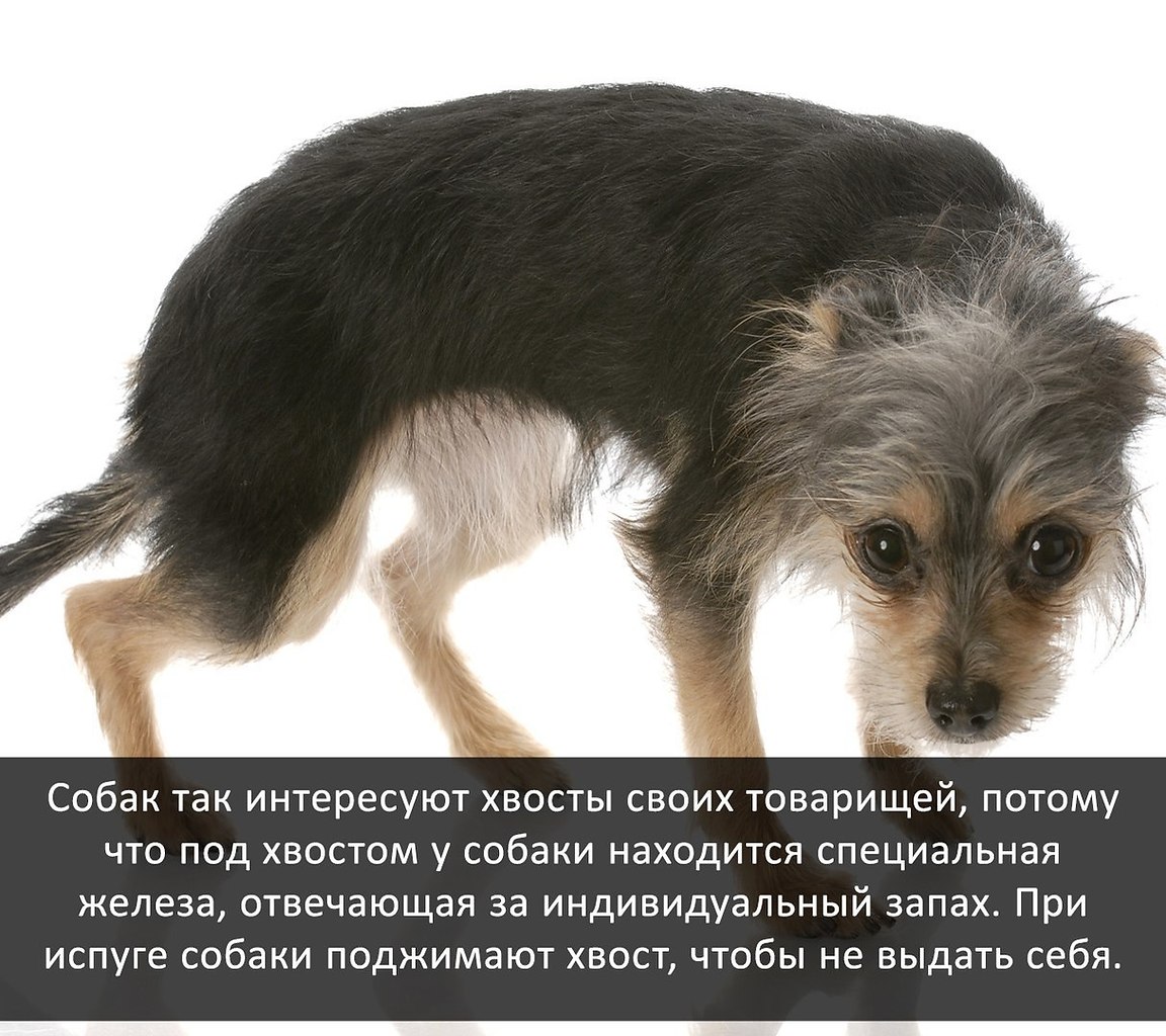 Паршивый пес. Собака поджимает хвост. Собака с поджатым хвостом. Зачем собаке хвост.