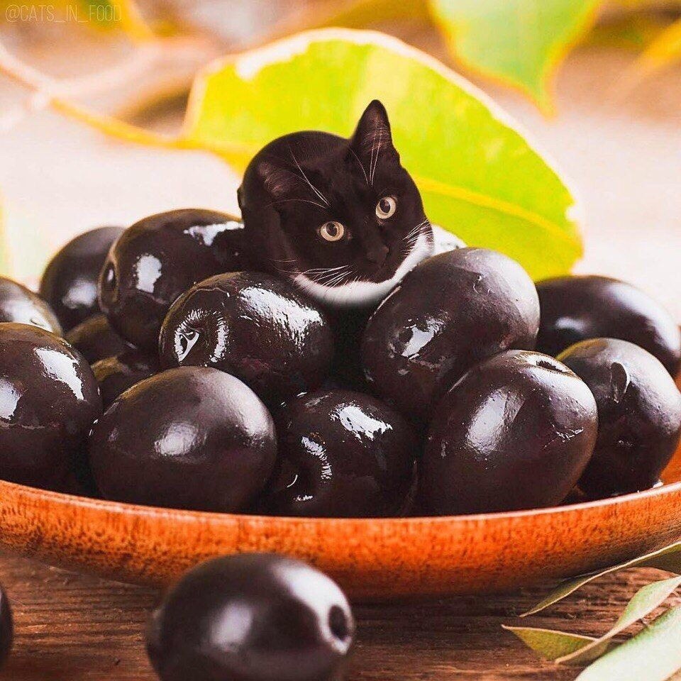 Кот и оливки