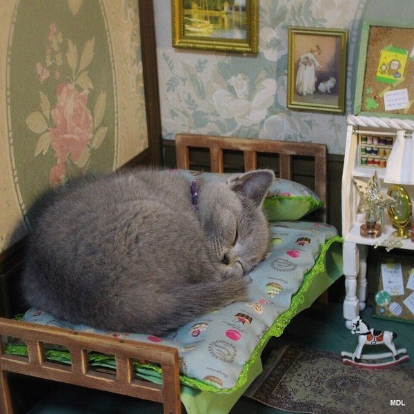 Соболезнования, смешные картинки ложись спать