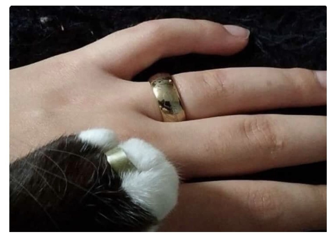 Обручальные кольца с котиками