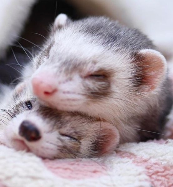 ���� ��������, �������� ������ ����