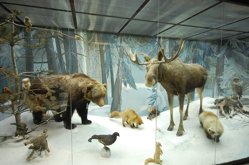 Дарвиновский музей в москве фото экспонатов