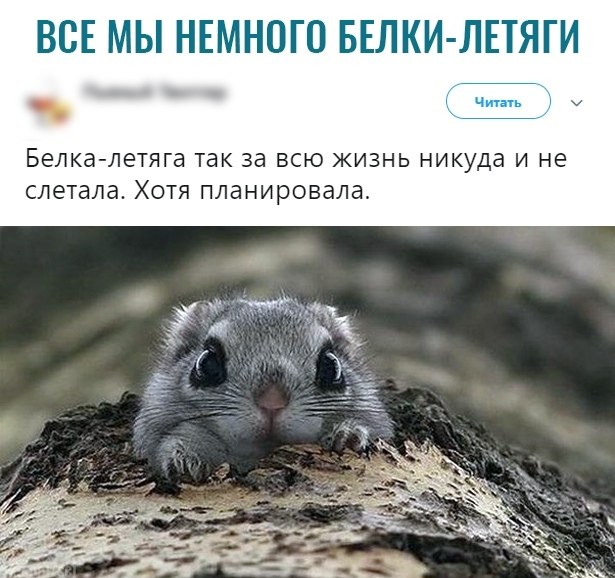 Прикольные мемы про толстых. Зато мило. Зато мило. Ихний прикол. Зато мило.