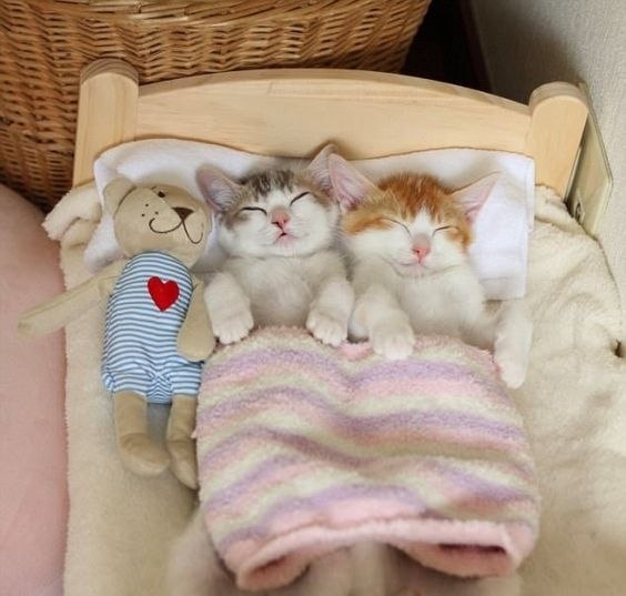 Картинки котиков спокойной ночи