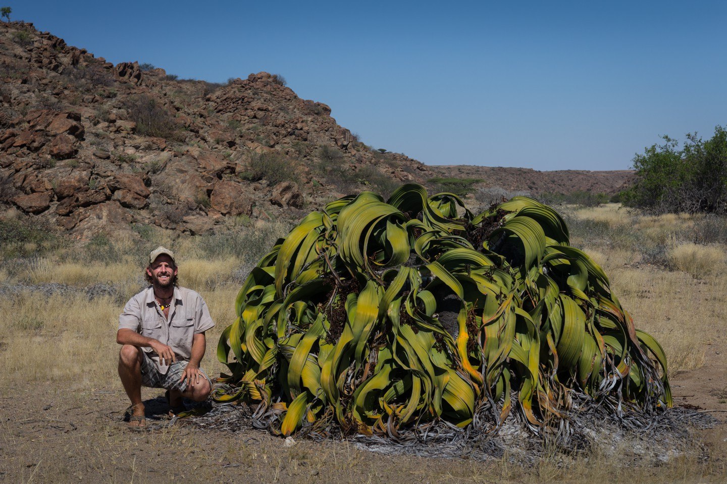 Вельвичия удивительная (Welwitschia Mirabilis)