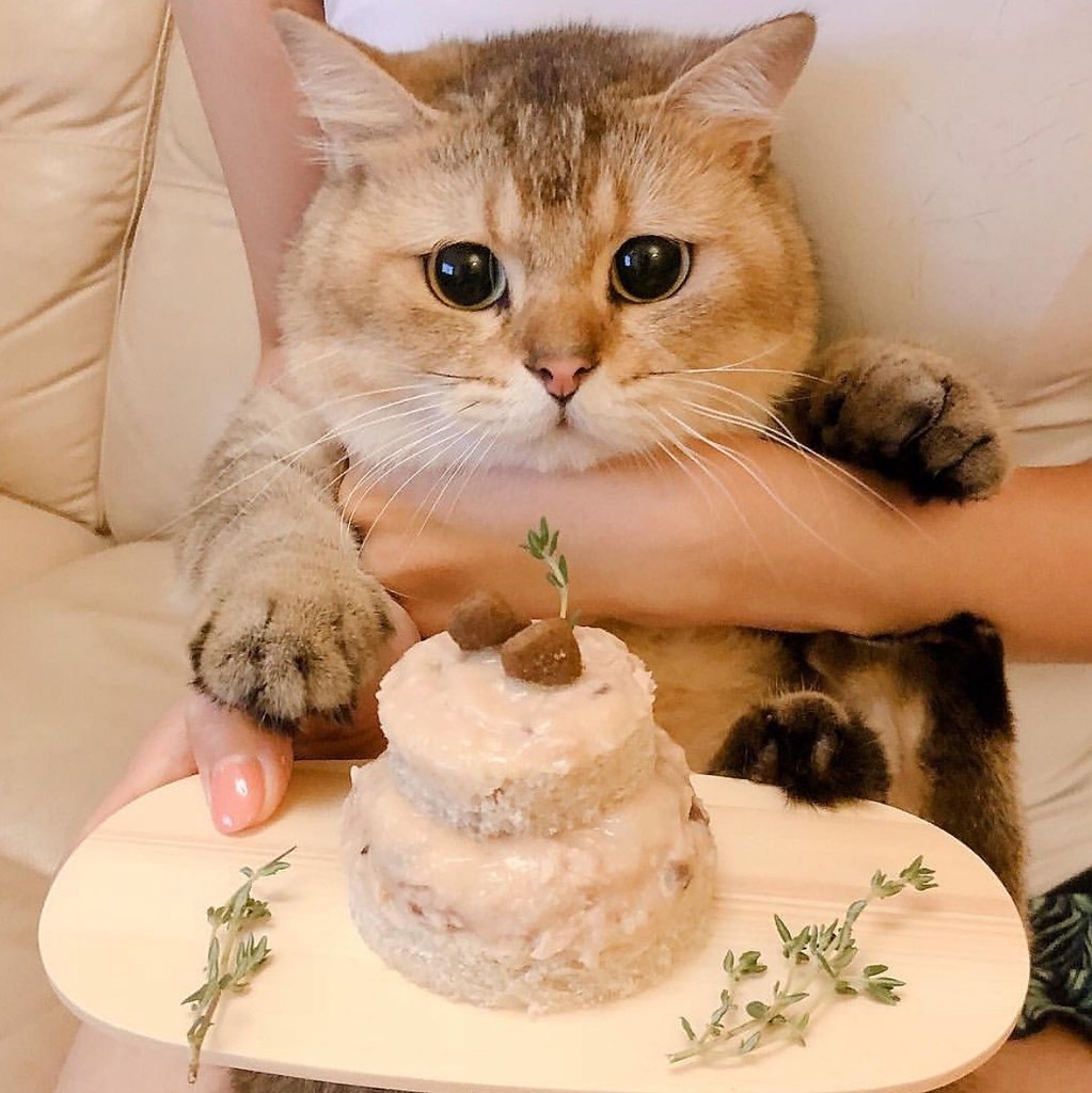 День рождения кота песня. Торт с котом. Тортик для котика. Торт с «котиком». Торт с котятами.