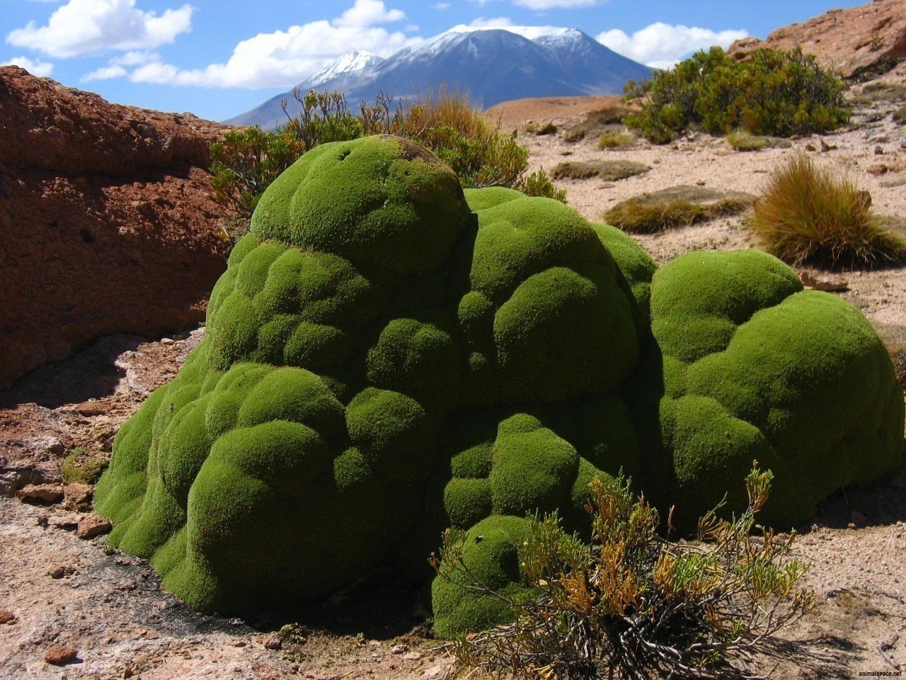 Chichicate planta