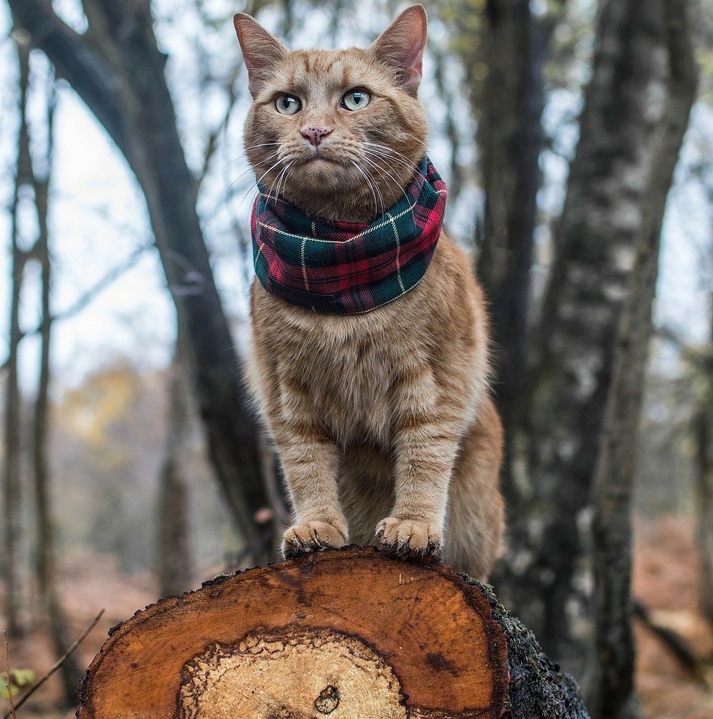 Фото брутального кота