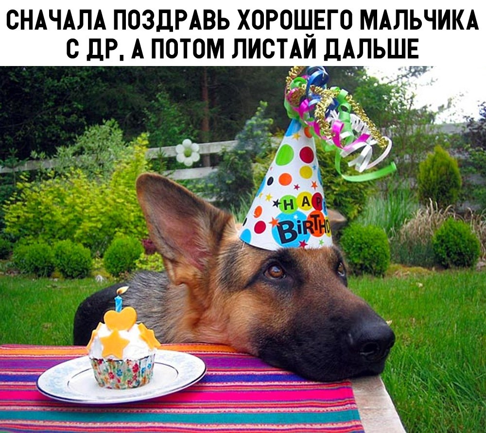 день рождения собаки 1 год