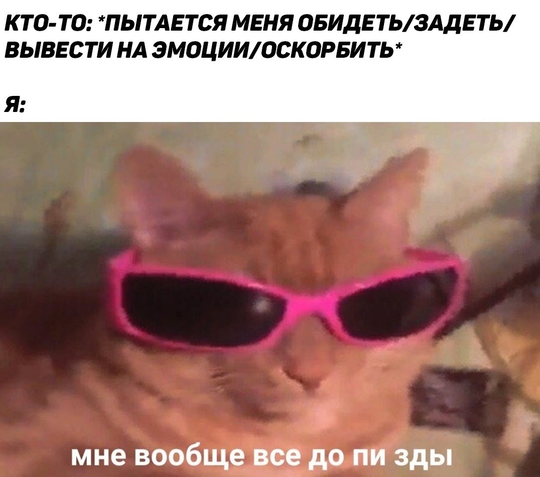 Кот в розовых очках
