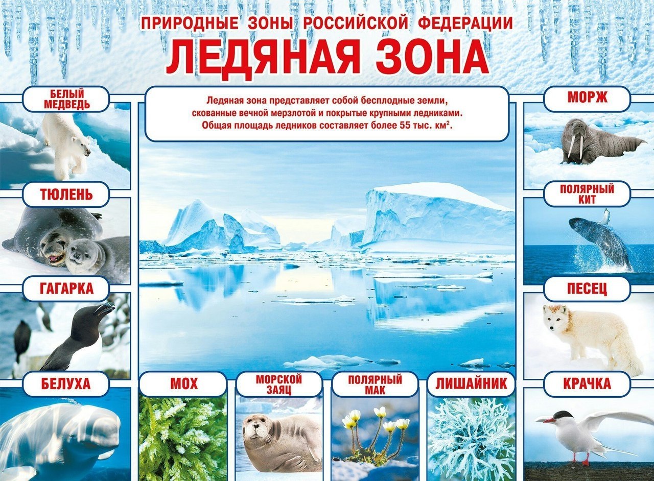 Климатические зоны России для дошкольников