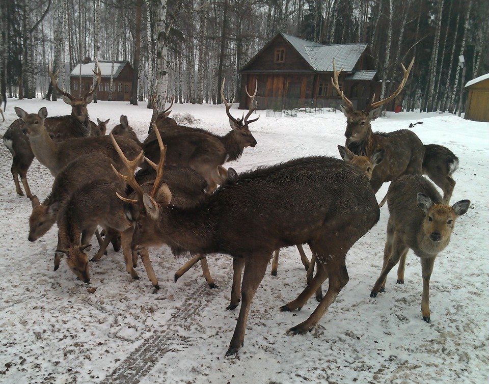 Москва лось