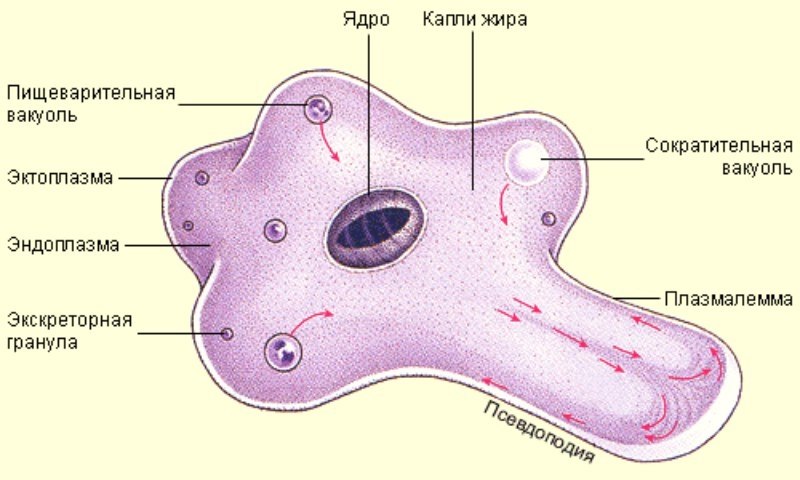 Амеба дизентерийная строение рисунок