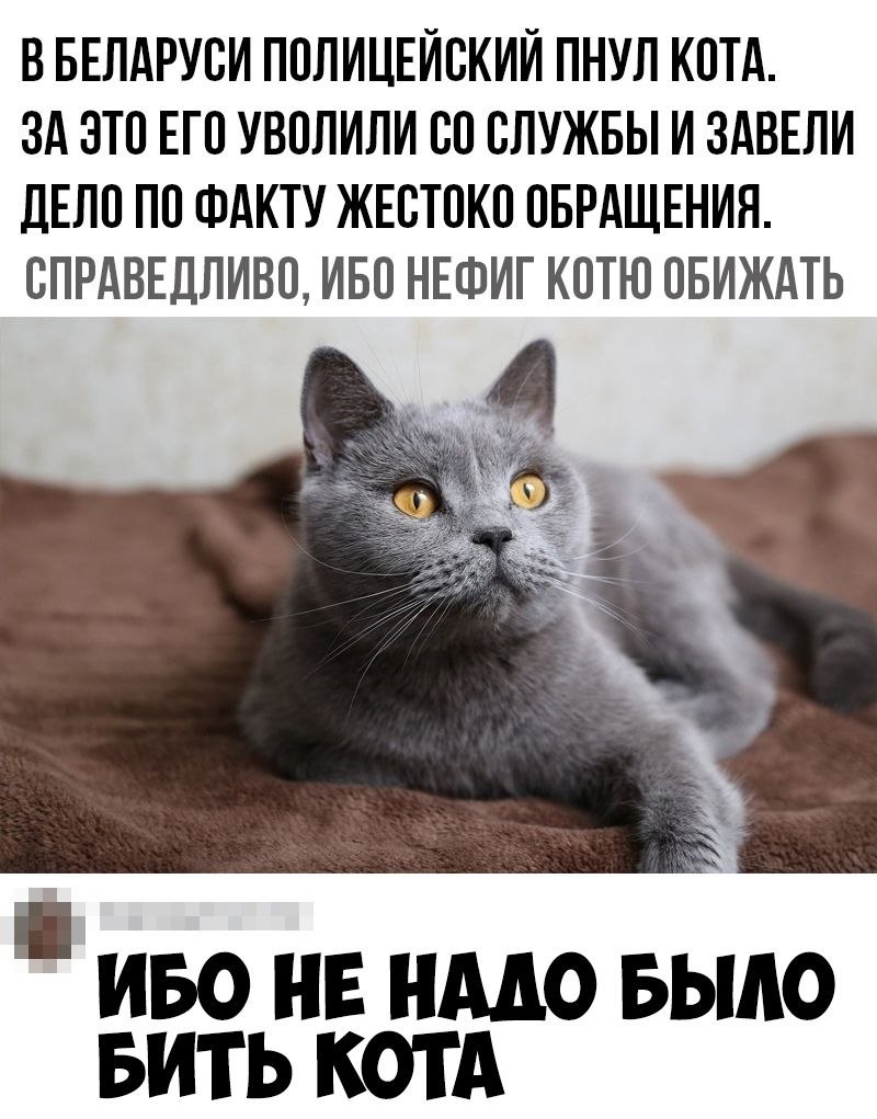 Кота обижать нельзя. Кот бьет. Толкнул кот.