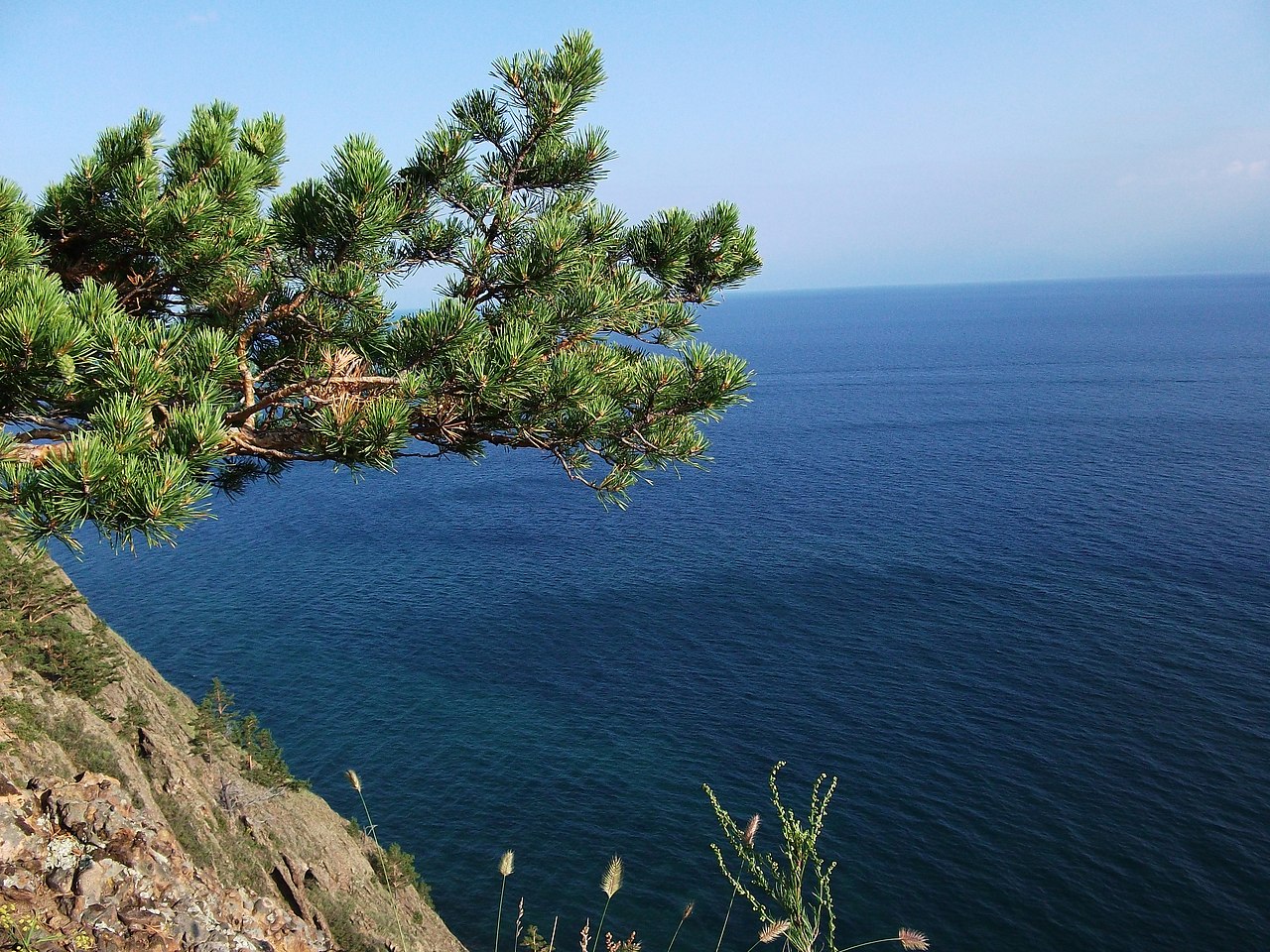 Деревья Байкала Фото