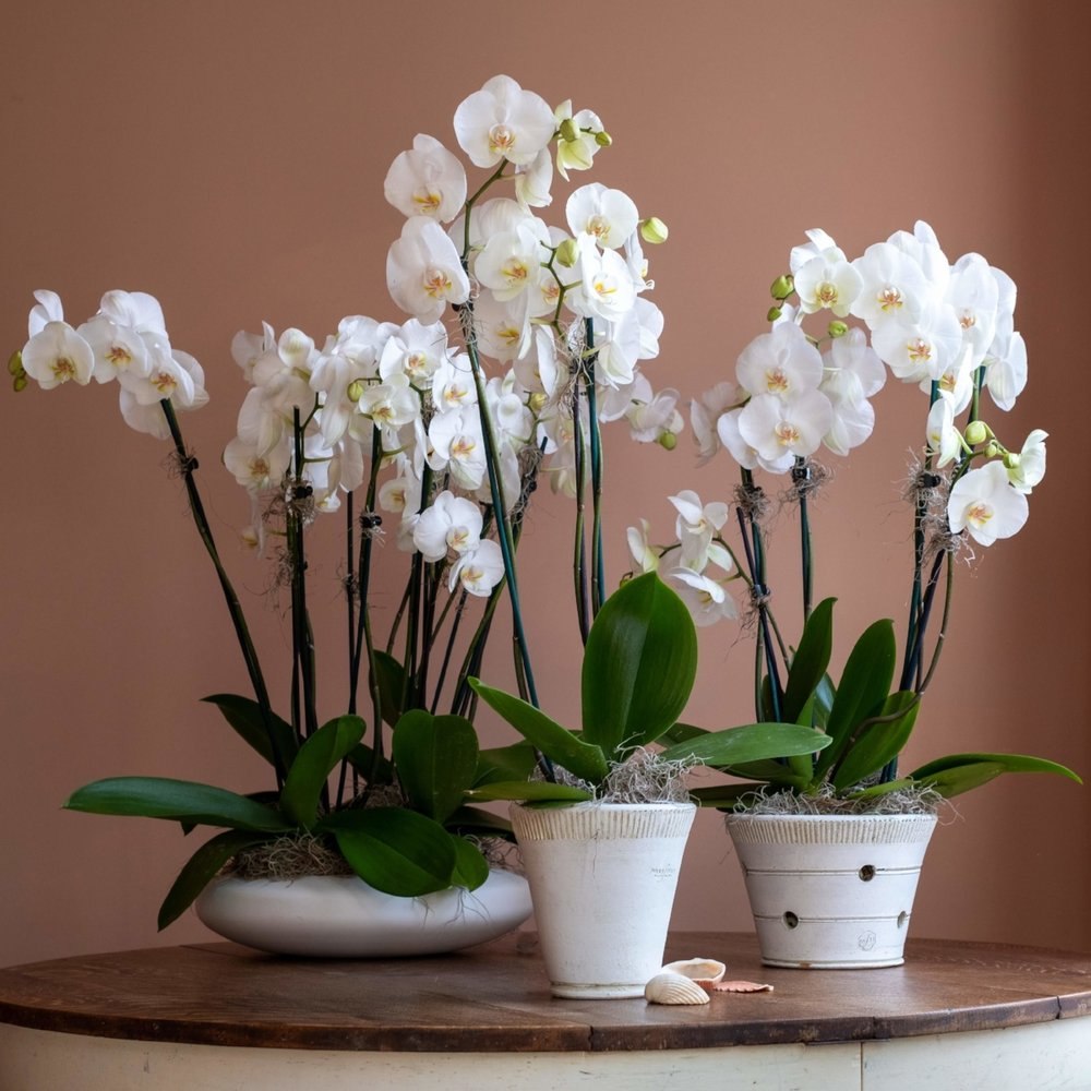 Несколько орхидей в одном большом горшке фото