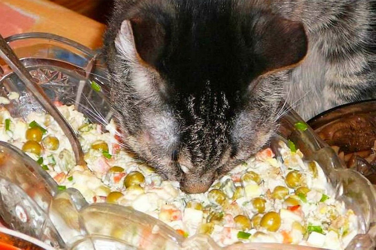 Кот мордой в салате