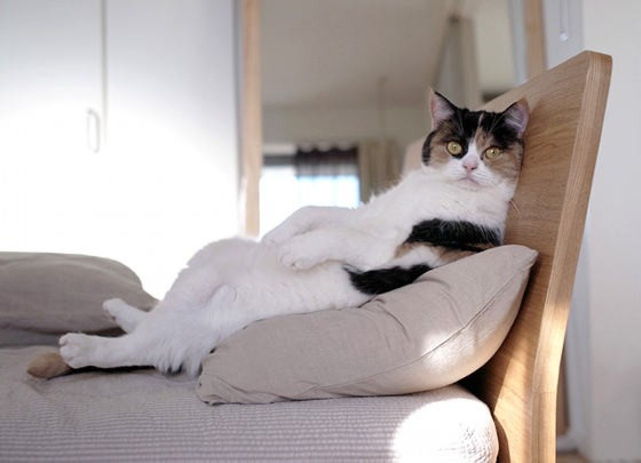 Кот сидит на диване