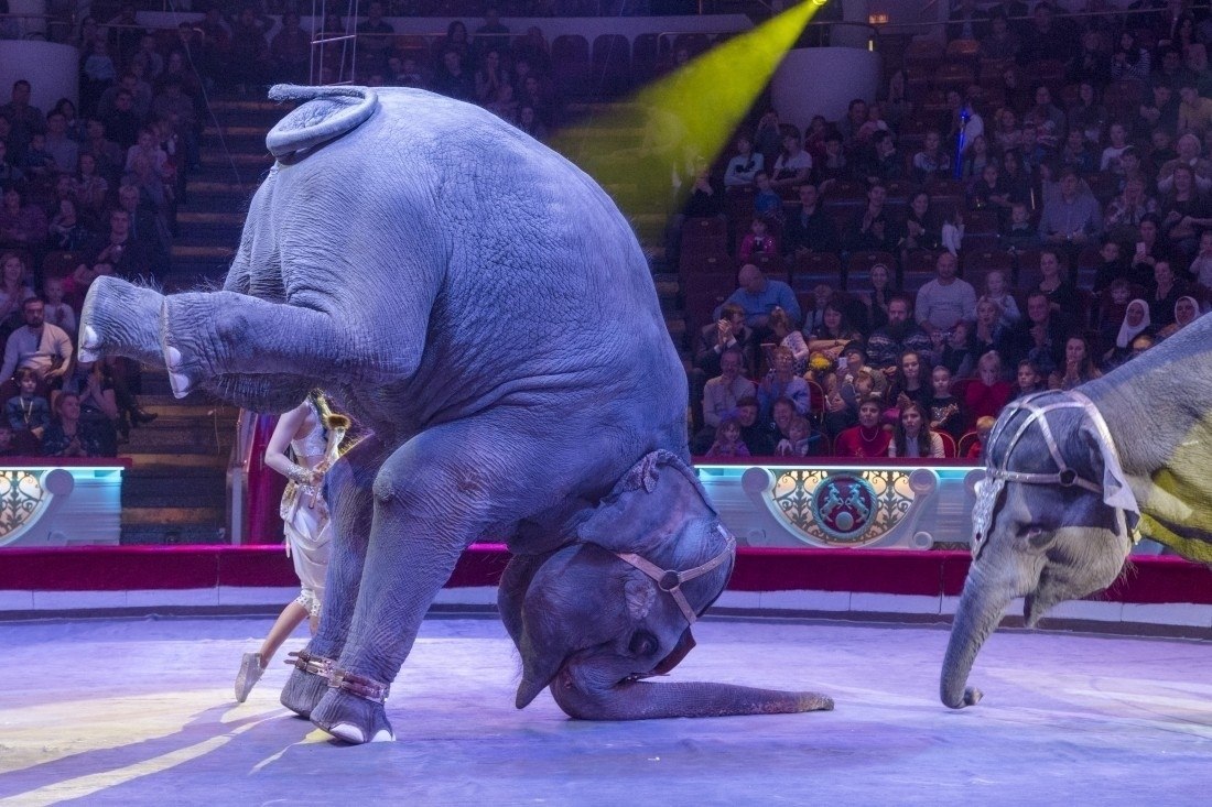 Цирк слонов билеты. Цирковые слоны. Животные в цирке. Слоны в цирке. Звери в цирке.