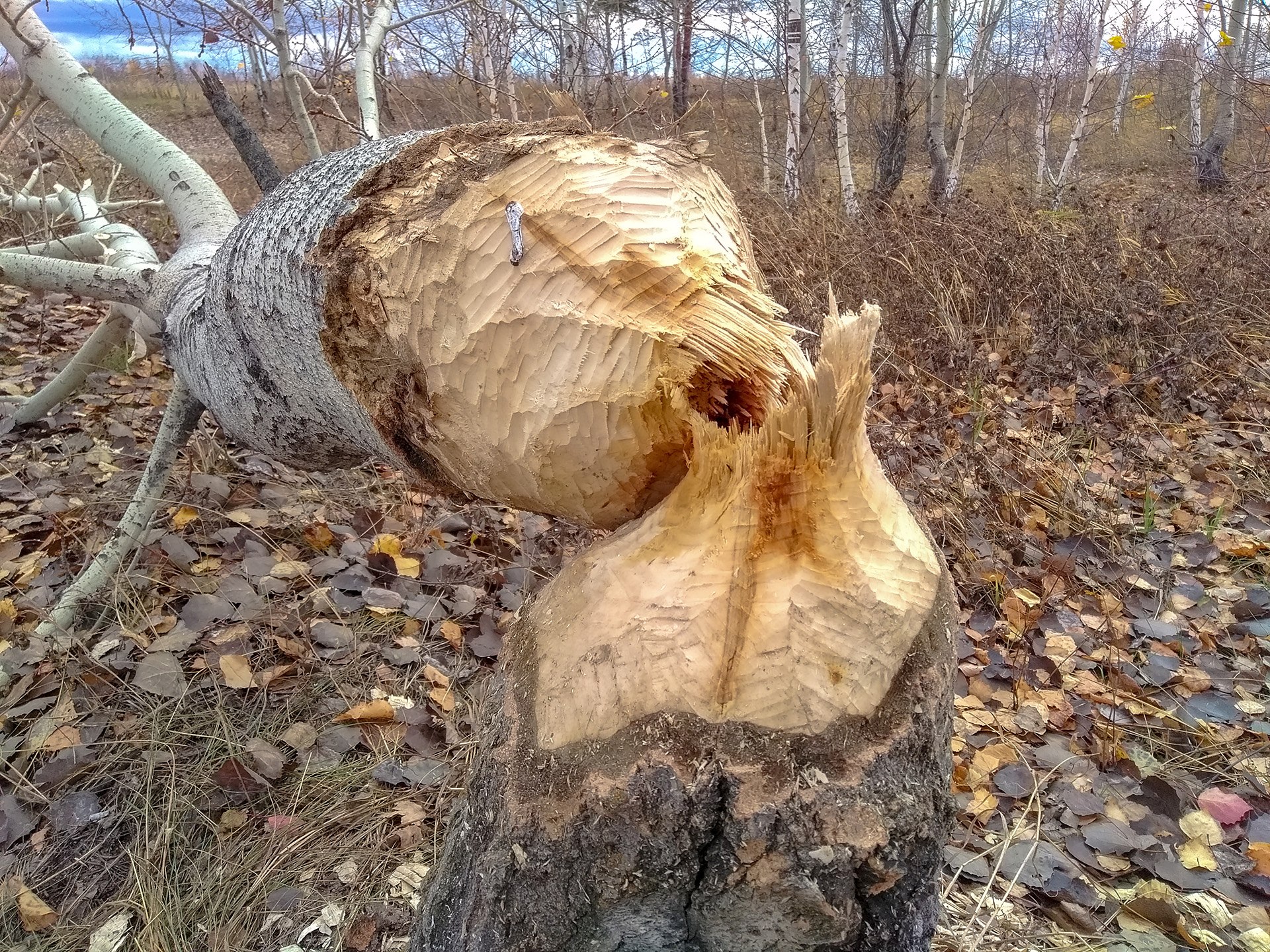 Дерево погрызанное бобрами