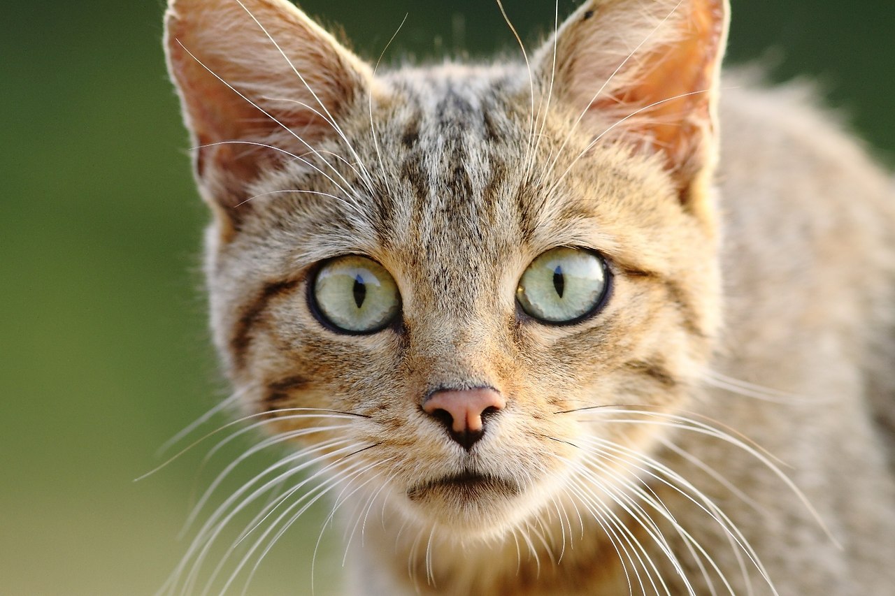 Jpg картинка кота