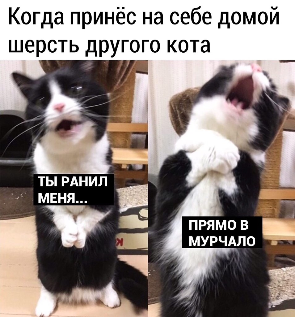 Принесли кота домой. Коты мемы. Ранил меня в самое мурчалко. Кот Мем. Кот демотиватор.