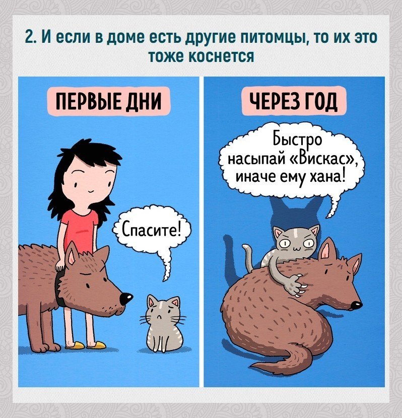 Кошатники психология. Самые известные кошатники. Коты и хозяева. Кошатники психология. Девушка с кучей кошек.