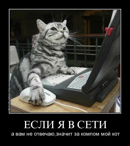 Почему котикам компьютеры не нравятся песня