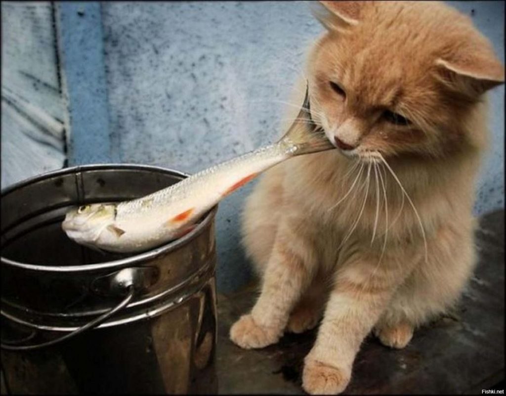 Кот стащил рыбу