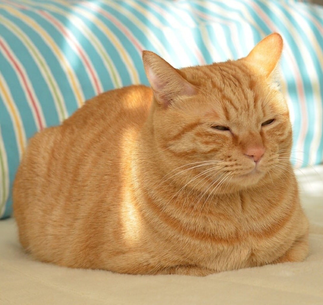 Жирный рыжий кот