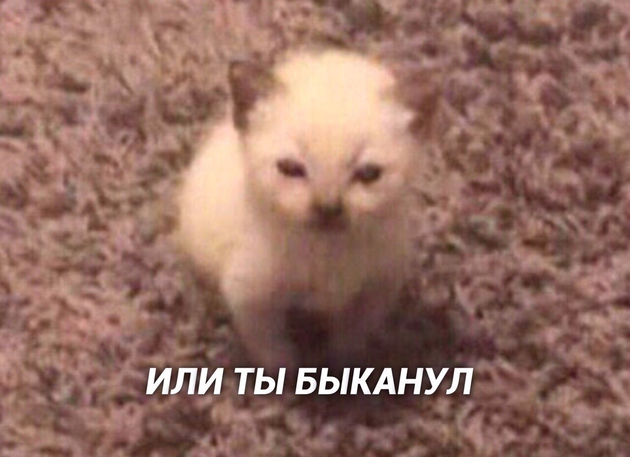 Понял зря быканул