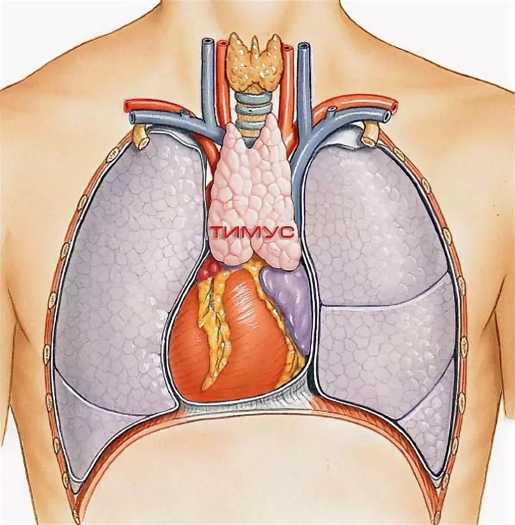 Органы грудной полости человека. Тимус вилочковая железа. Типусвилочковая железа. Тимус вилочковая железа анатомия.
